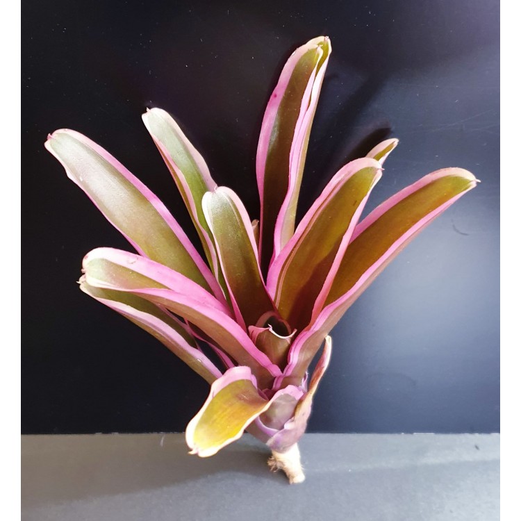 Neoregelia Pink Neoregelia Pink