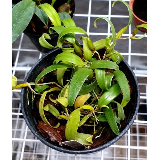 bulbophyllum odoratissimum