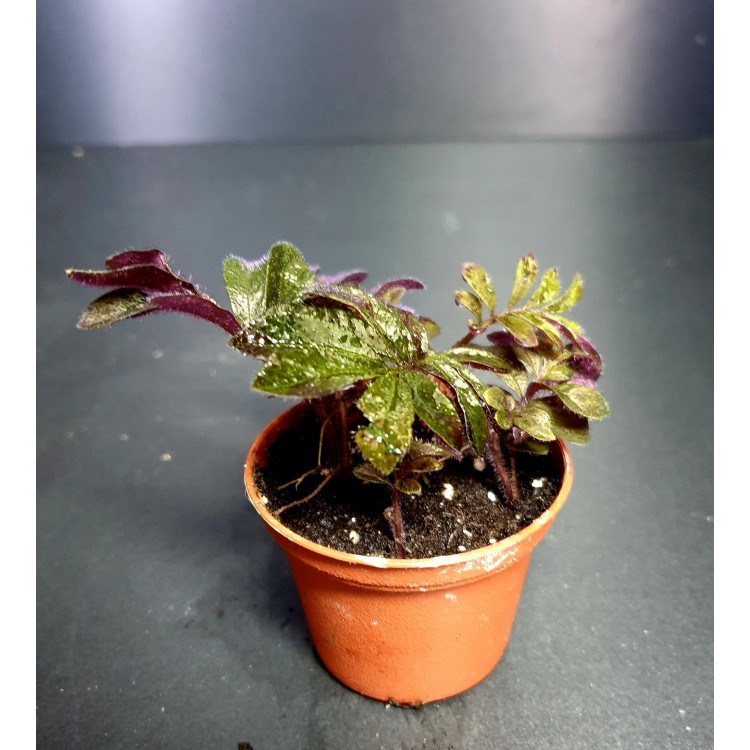 Solanum Uleanum Solanum Uleanum
