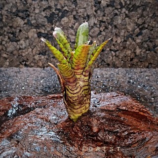 Neoregelia Adonis