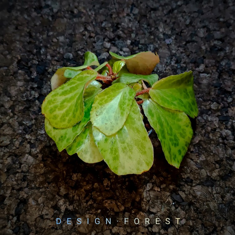 Begonia Blancii Green