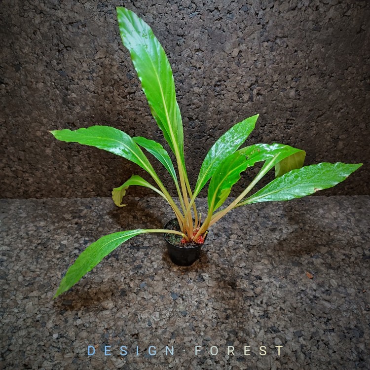 Begonia Herbacea