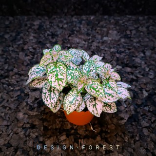 Begonia Bowerae "tigre"