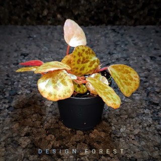 Begonia Blancii Mottlet