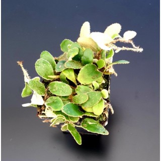 Pyrrosia Nummulariifolia
