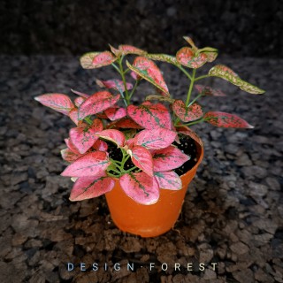 Fittonia Rouge
