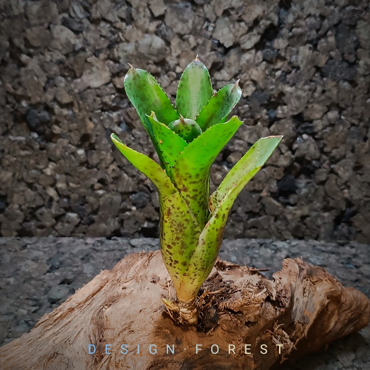 Neoregelia Doris