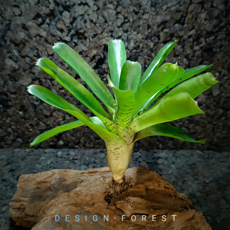 Neoregelia Tigrina